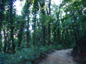 Vivid types of Trees at UdawattaKele fotest